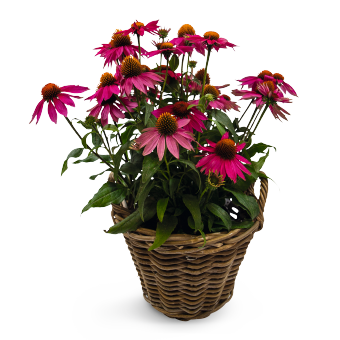 
                        Echinacea
             
                        purpurea
             
                        PollyNation™
             
                        Magenta
            