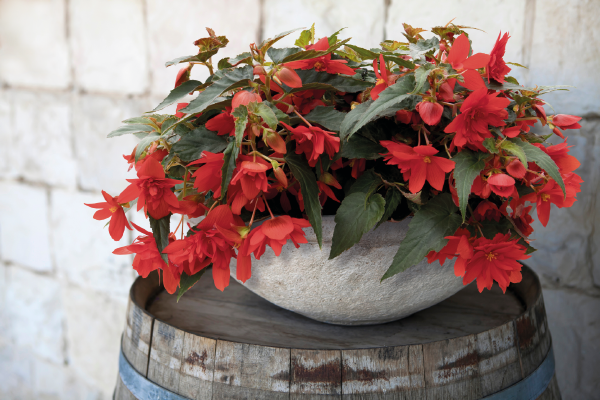 
                        Begonia
             
                        x hybrida F₁
             
                        Funky®
             
                        Red
            