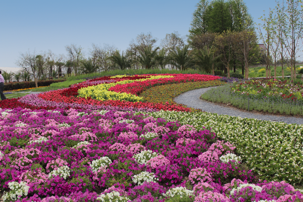 Petunia
             
                        x hybrida F₁
             
                        SUCCESS!® 360°
             
                        Maxi Mix