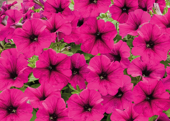 
                        Petunia
             
                        x hybrida F₁
             
                        SUCCESS! TR
             
                        Burgundy
            