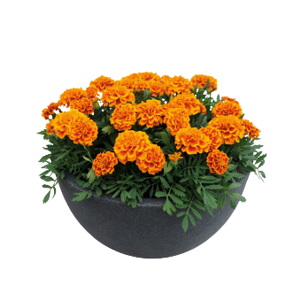 
                        Tagetes
             
                        patula
             
                        Super Hero™
             
                        Orange Bee
            