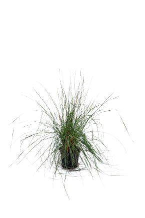 
                        Muhlenbergia
             
                        capillaris
             
                        Ruby
            