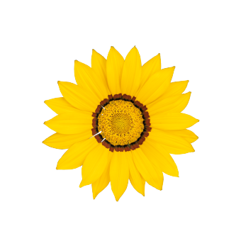 
                        Gazania
             
                        rigens F₁
             
                        Zany
             
                        Yellow
            