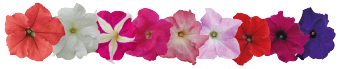 
                        Petunia
             
                        x hybrida grandiflora F₁
             
                        SUCCESS! HD
            