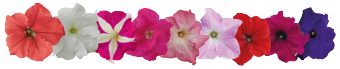 
                        Petunia
             
                        x hybrida F₁
             
                        SUCCESS! HD
             
                        Maxi Mix
            