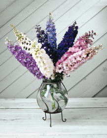 Delphinium elatum Magic Fountains 