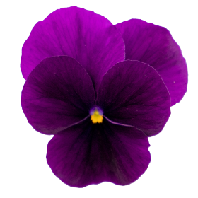   Admire® Purple