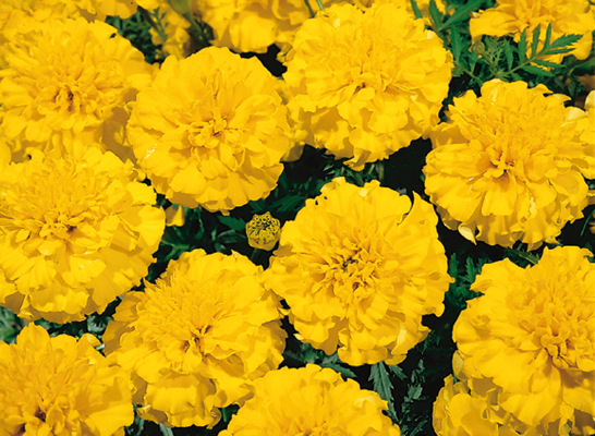 
                        Tagetes
             
                        patula
             
                        Little Hero
             
                        Yellow
            