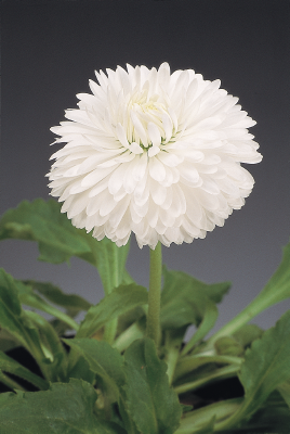 Bellis
perennis
Roggli
White