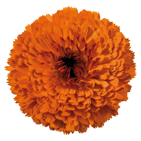 Touch of Red Orange