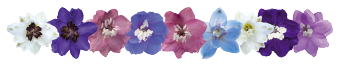 
                        Delphinium
             
                        elatum
             
                        Magic Fountains
             
                        Lavender White Bee
            