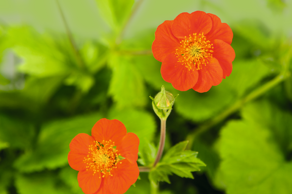 
                        Geum
             
                        coccineum
             
                        Koi
            