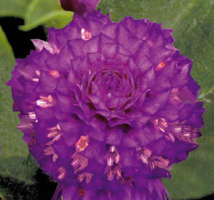 
                        Gomphrena
             
                        globosa
             
                        Buddy
             
                        Purple
            
