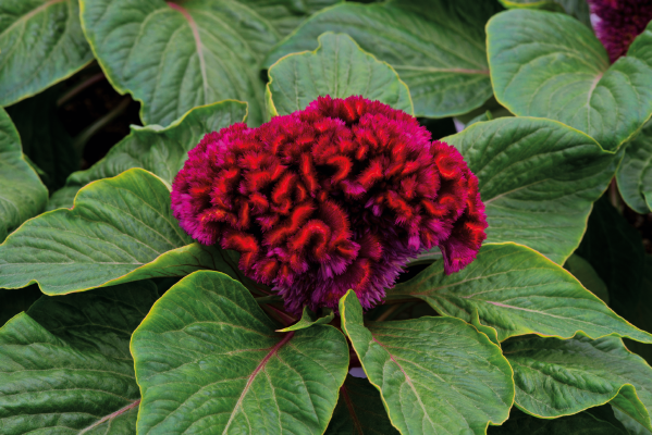 
                        Celosia
             
                        cristata
             
                        Brainiac
             
                        Mad Magenta
            