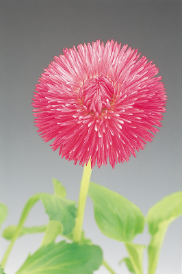 Bellis
perennis
Roggli
Rose
