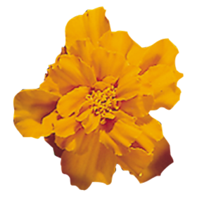 Tagetes patula Safari Tangerine