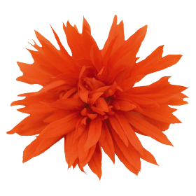   Funky® Orange