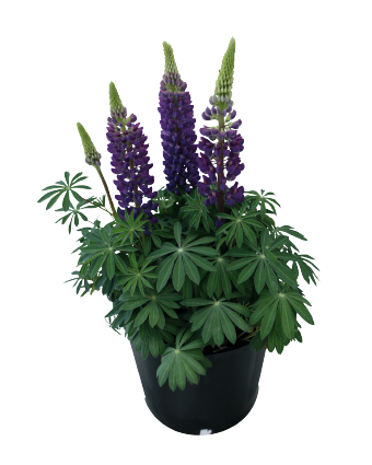 
                        Lupinus
             
                        polyphyllus
             
                        Lupini
             
                        Blue Shades
            