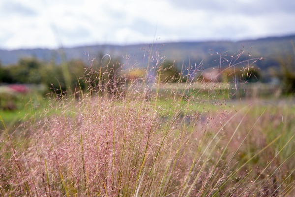 
                        Muhlenbergia
             
                        capillaris
             
                        Ruby
            