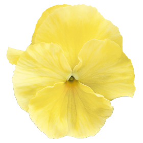 Inspire® Plus Lemon