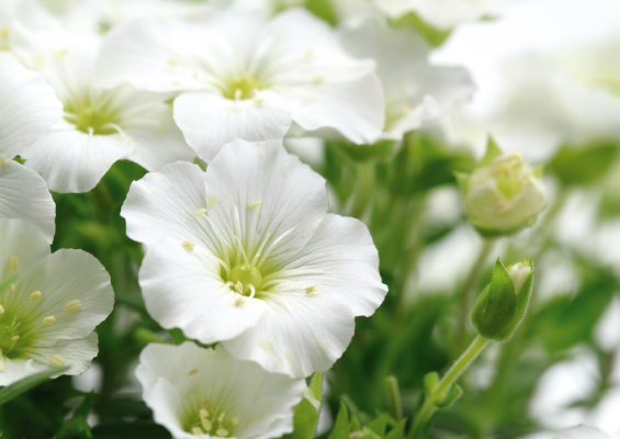 
                        Arenaria
             
                        montana
             
                        Snowbank
            