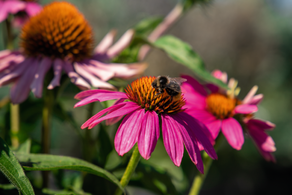 
                        Echinacea
             
                        purpurea
             
                        PollyNation™
             
                        Magenta
            