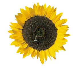Helianthus annuus Cutting Gold 