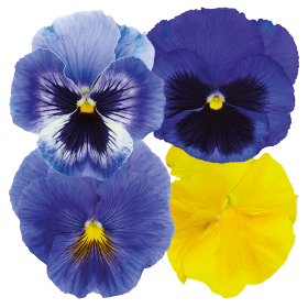 Viola wittrockiana F₁ Inspire® Plus Metallic Blue Blotch