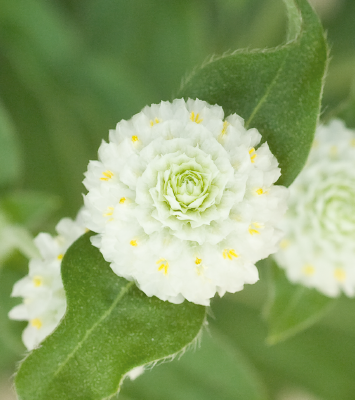 
                        Gomphrena
             
                        globosa
             
                        Las Vegas
             
                        White
            