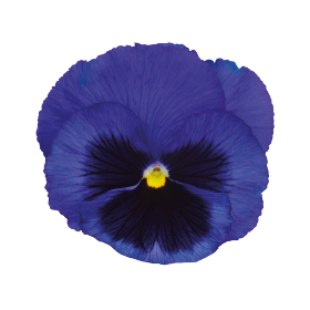 Pansy Inspire Blue Vlelvet Flower Seeds Long Lasting Annual 25 