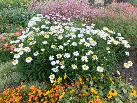 
                        Leucanthemum
             
                        x superbum
             
                        Crazy Daisy
            