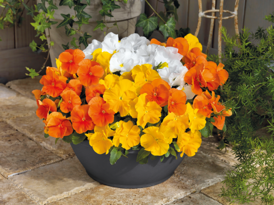 Viola
wittrockiana F₁
Inspire® Plus
Sunny Day Mix