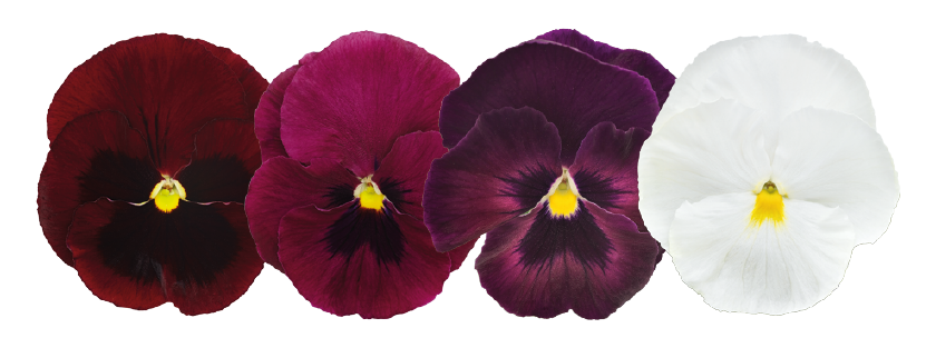 Viola
wittrockiana F₁
Inspire® DeluXXe
Wine & Roses Mix