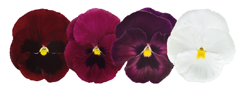 
                        Viola
             
                        wittrockiana F₁
             
                        Inspire® DeluXXe
             
                        Wine & Roses Mix
            