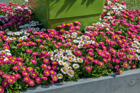 Bellis perennis Speedstar® Plus