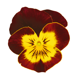 Admire® Red Yellow Face