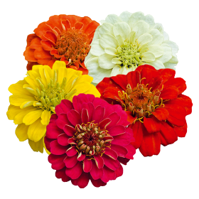 Zinnia elegans Zinnita 