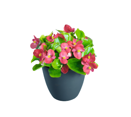 Begonia semperflorens F₁ Sprint Plus Lipstick | Benary