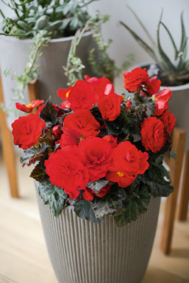 Begonia
tuberhybrida F₁
Nonstop® Mocca
Cherry