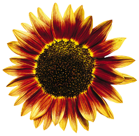 Helianthus annuus Floristan 