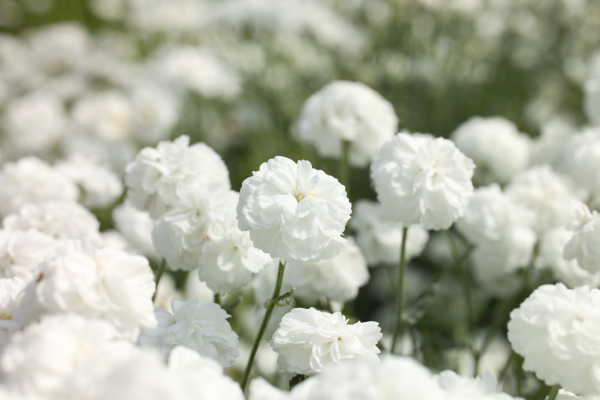 
                        Achillea
             
                        ptarmica
             
                        Marshmallow
            