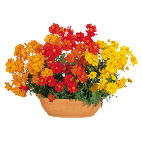 Cosmos sulphureus Cosmic Mix