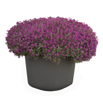 
                        Lobularia
             
                        maritima
             
                        Wonderland
             
                        Deep Purple
            