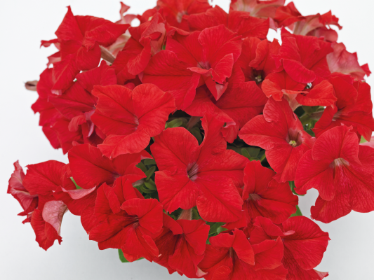 
                        Petunia
             
                        x hybrida F₁
             
                        SUCCESS!® 360°
             
                        Red
            