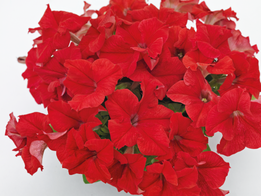 
                        Petunia
             
                        x hybrida F₁
             
                        SUCCESS! 360°
             
                        Red
            