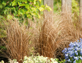 Carex comans Zora