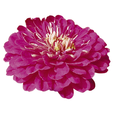 
                        Zinnia
             
                        elegans
             
                        Benary's Giant
             
                        Purple
            