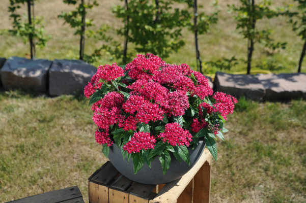 
                        Pentas
             
                        lanceolata F₁
             
                        Graffiti®
             
                        Fuchsia
            