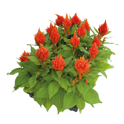 
                        Celosia
             
                        plumosa
             
                        Glorious
             
                        Orange
            