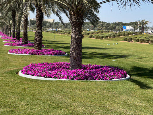 
                        Petunia
             
                        x hybrida F₁
             
                        SUCCESS! 360°
             
                        Burgundy Vein
            
